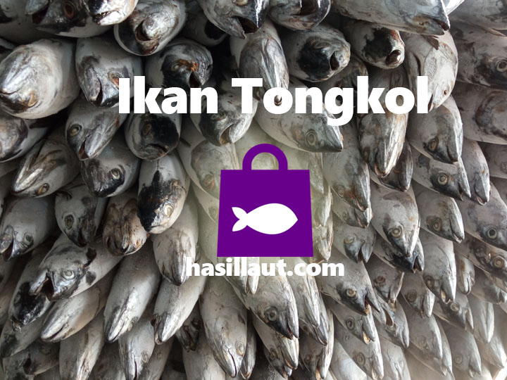 Manfaat Konsumsi Ikan Tongkol untuk Kesehatan Anda gudang ikan, sewa cold storage, cold storage jakarta, rantai pasok, rantai pasok digital
