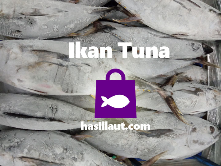 Gizi Ikan Tuna Salah Satunya Tingkatkan Daya Tahan Tubuh gudang ikan, sewa cold storage, cold storage jakarta, rantai pasok, rantai pasok digital